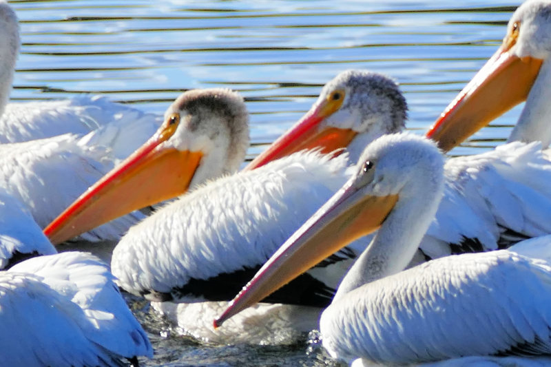 Closeup of young and adult pelicans